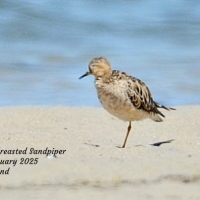 Buff-breasted Sandpiper photographed by Lester van Groeningen at De Mond Feb 2025